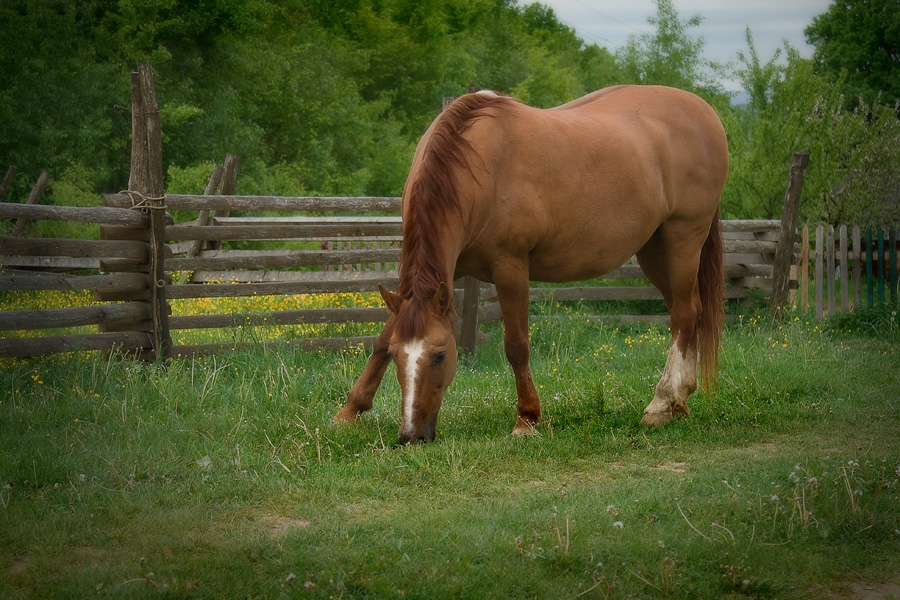 Фото жизнь (light) - CKira - корневой каталог - кто пасется на лугу