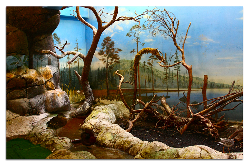 Фото жизнь (light) - Alexander Martynov - корневой каталог - Постановка