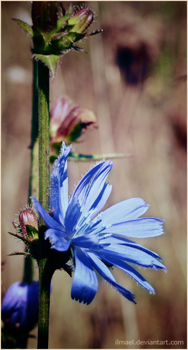 Фото жизнь (light) - ilmael - корневой каталог - autumn:blueflower