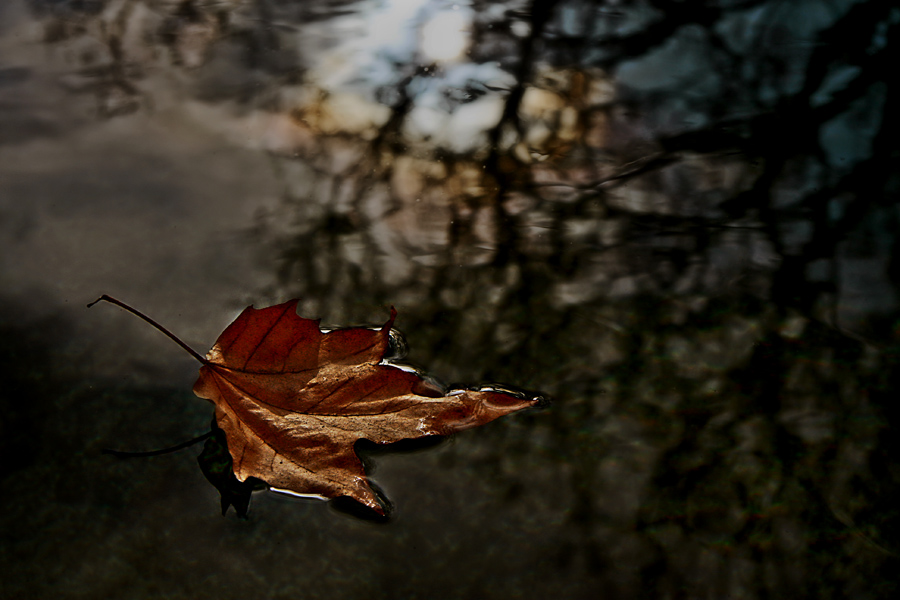 Фото жизнь (light) - natia apkhaidze - Plants & Flowers - floating