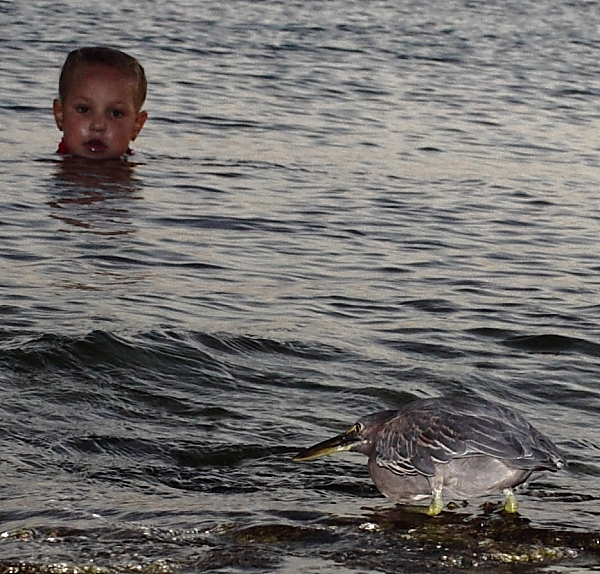 Фото жизнь (light) - alexniki - Птички синички и прочая живность - ... и приплыла к нему рыбка золотая...
