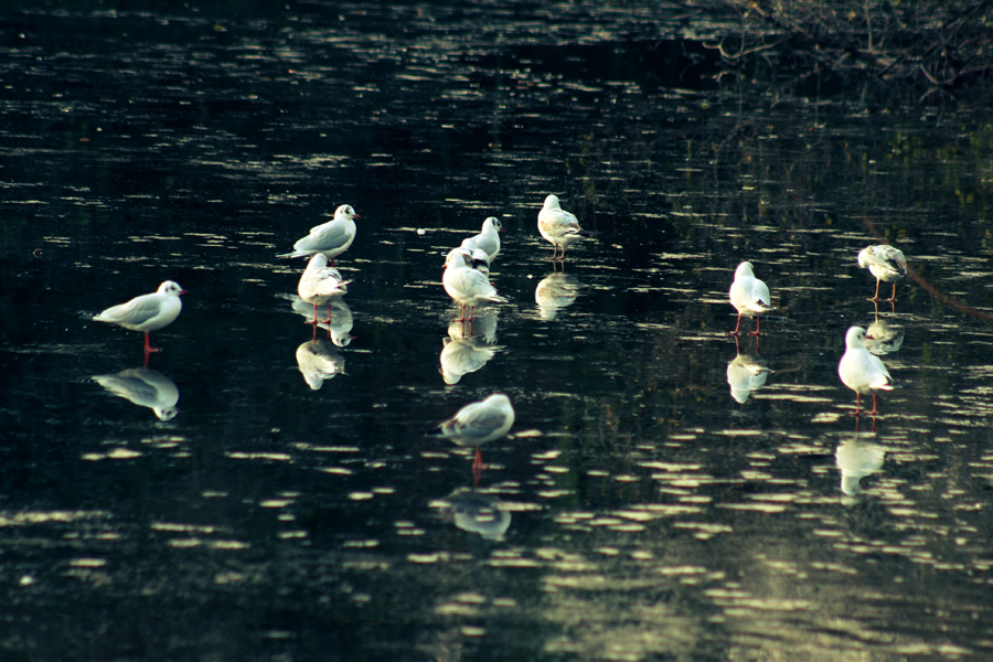 Фото жизнь (light) - van_khu - Nature impression - ____