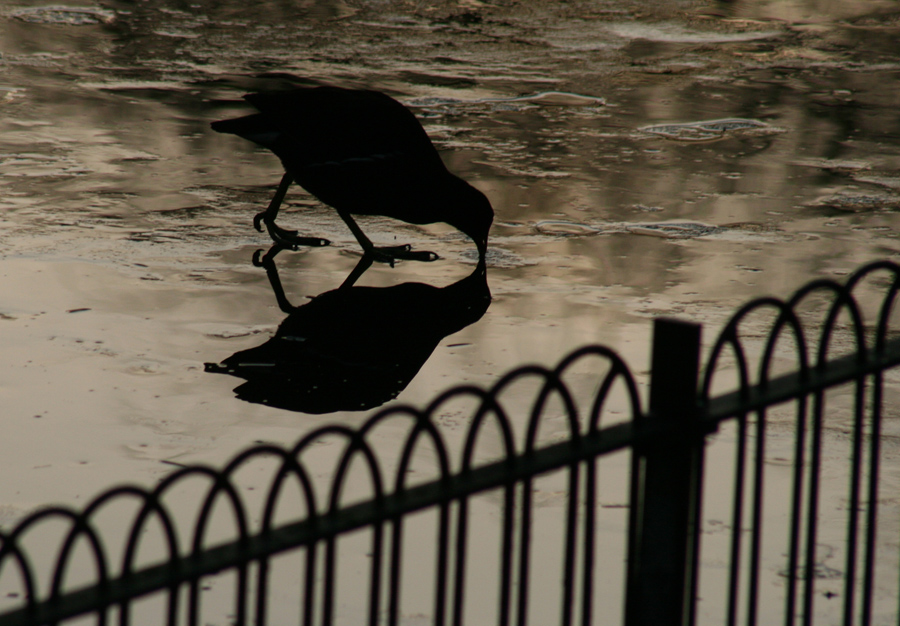 Фото жизнь (light) - van_khu - Nature impression - ___