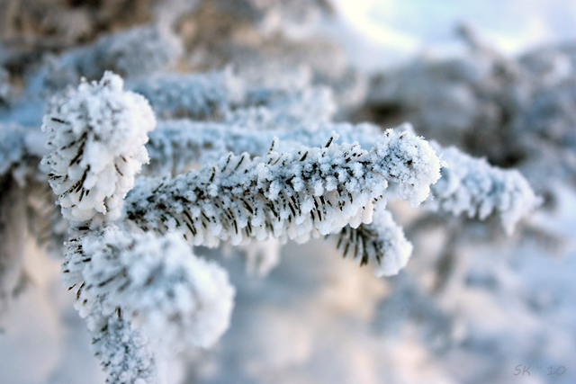 Фото жизнь (light) - svetatolm - корневой каталог - зима лютует