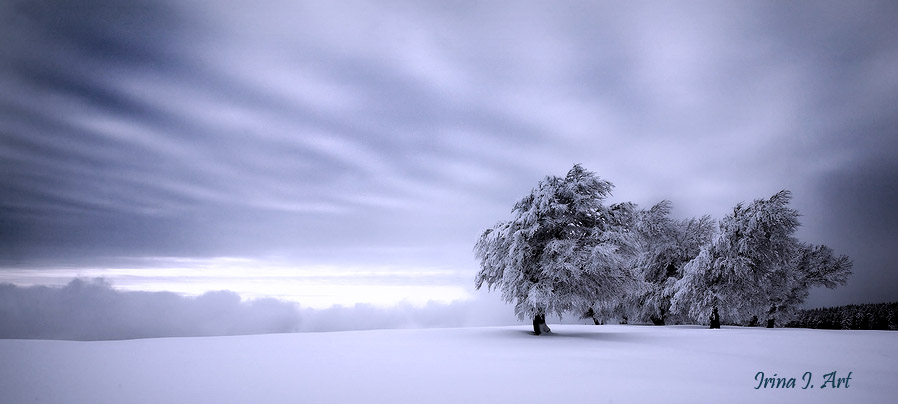 Фото жизнь (light) - AHAVA -  - ***
