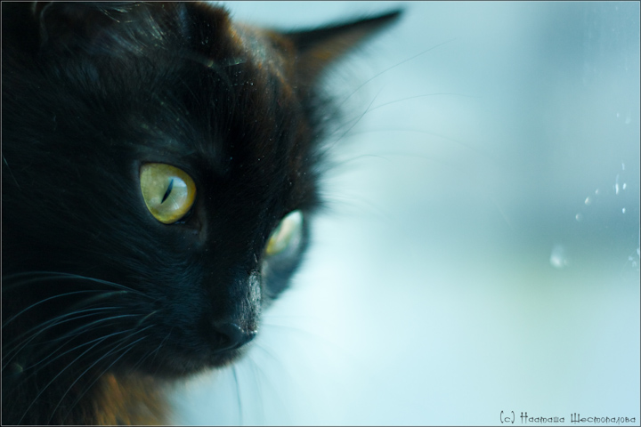 Фото жизнь (light) - Tia_ - "Тёплые коты" - Готя