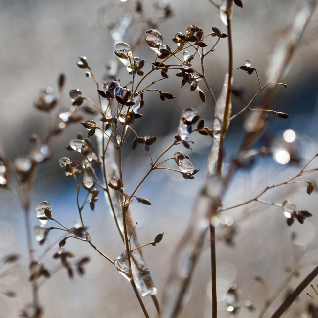 Фото жизнь (light) - Синицына Ольга - макро - *-**-*-**-*