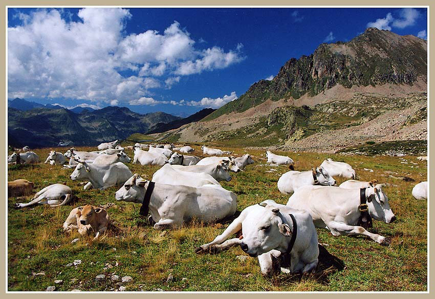 Фото жизнь (light) - igor_yakubenko - Альпы - 33 коровы