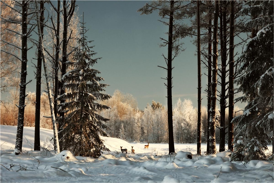 Фото жизнь