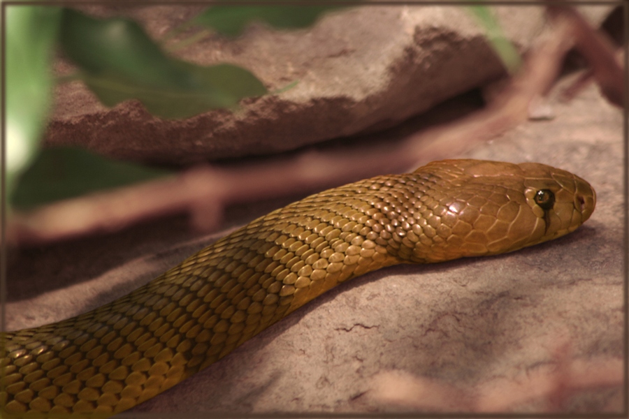 Рыжая красавица