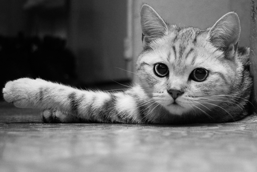 Фото жизнь (light) - AimJuliA - Котёнок, как ребёнок!!! - устала...