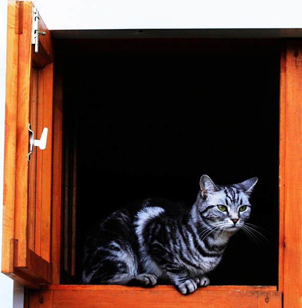 Фото жизнь (light) - Аня Собко - корневой каталог - классическая кошка на окошке