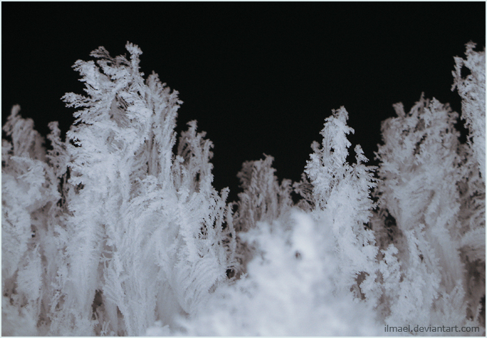 Фото жизнь (light) - ilmael - корневой каталог - winter:forest