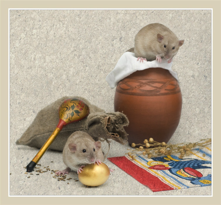 Фото жизнь (light) - Jessy - Alb3. Fancy Rats - Мышки бежали, хвостиками махнули...