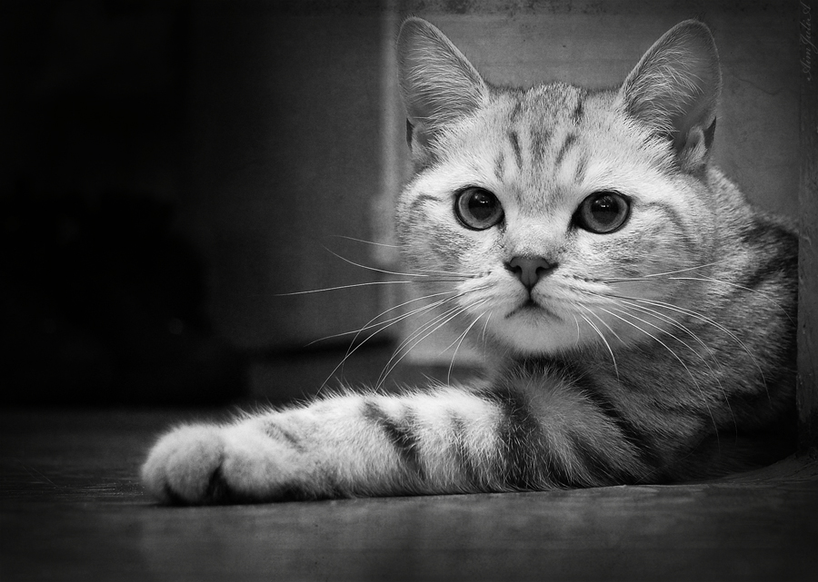 Фото жизнь (light) - AimJuliA - Котёнок, как ребёнок!!! - Чё?