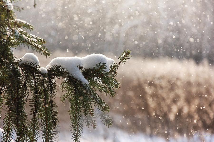 Фото жизнь - emunilkin - природа - Пошёл снег.