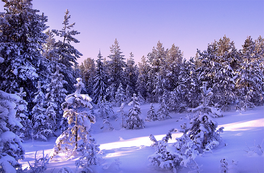Фото жизнь (light) - veprev-roman - Реальный вид какой-либо местности - зимний лес