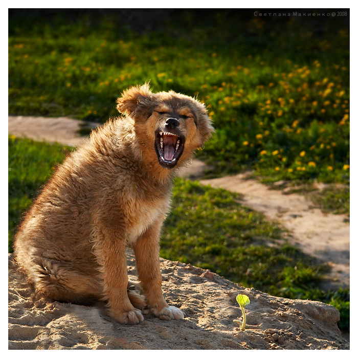 Фото жизнь (light) - Светлана Макиенко/ПриВетка - Животинки - Садовод