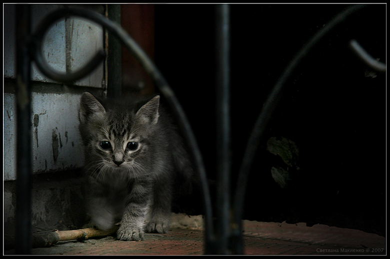 Фото жизнь (light) - Светлана Макиенко/ПриВетка - Животинки - Тигры каменных джунглей