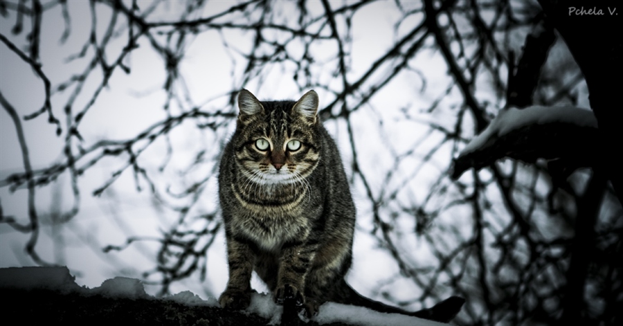 Фото жизнь