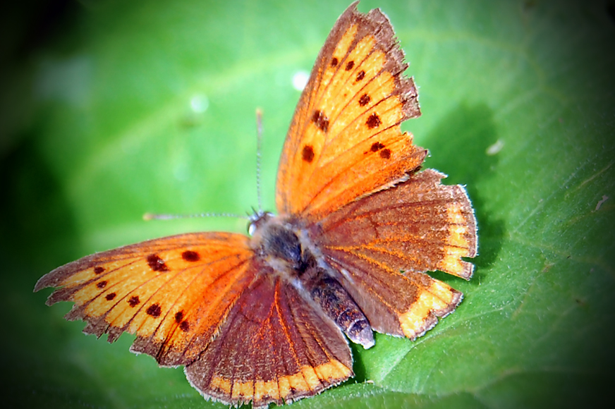 Фото жизнь (light) - Сафиуллин Эдуард - корневой каталог - пестрая бабочка...