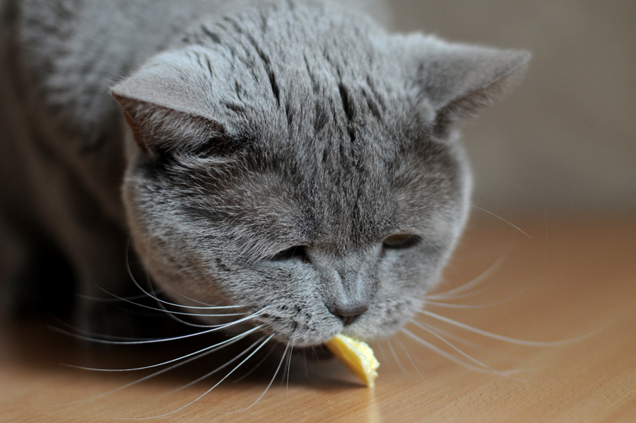 Фото жизнь (light) - Торгашева Светлана - Животные - Трапеза