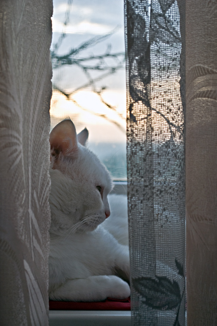 Фото жизнь (light) - Синицына Ольга - братья :) - про кота и рассвет за окном