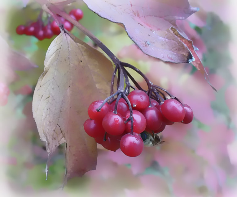 Фото жизнь (light) - Janna Daderko - корневой каталог - Осень-ягода