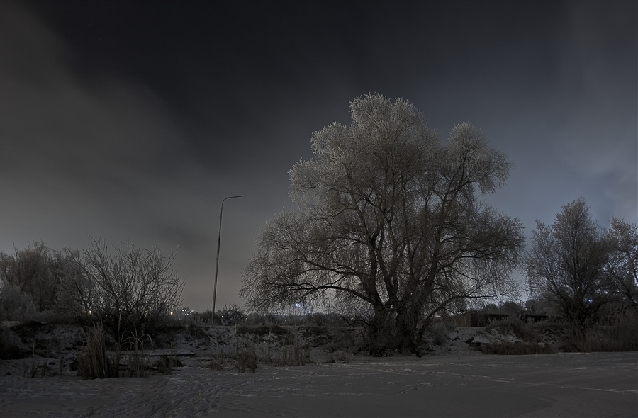 Ледяное дерево