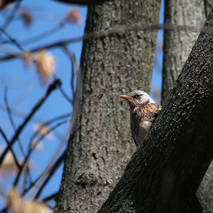 Viaţa Foto - Kvitka Hope - FOLDER: păsări - Şi a cărui este un ochi viclean ..  Datorită baril se uita la noi?