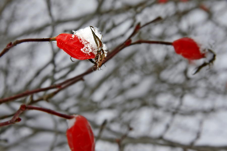 Фото жизнь (light) - natia apkhaidze - Plants & Flowers - snowy briars 