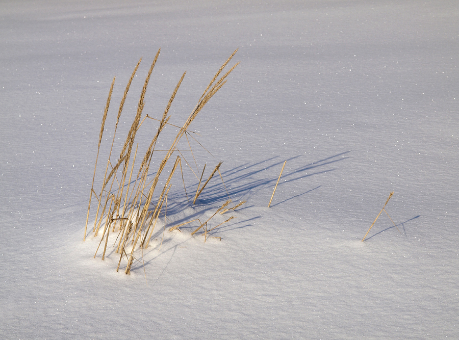 Фото жизнь (light) - Boris_ - природа - на белом покрывале февраля...
