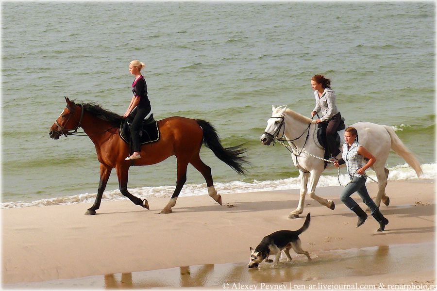 Фото жизнь (light) - Алексей Певнев - корневой каталог - Пробежка вдоль моря...