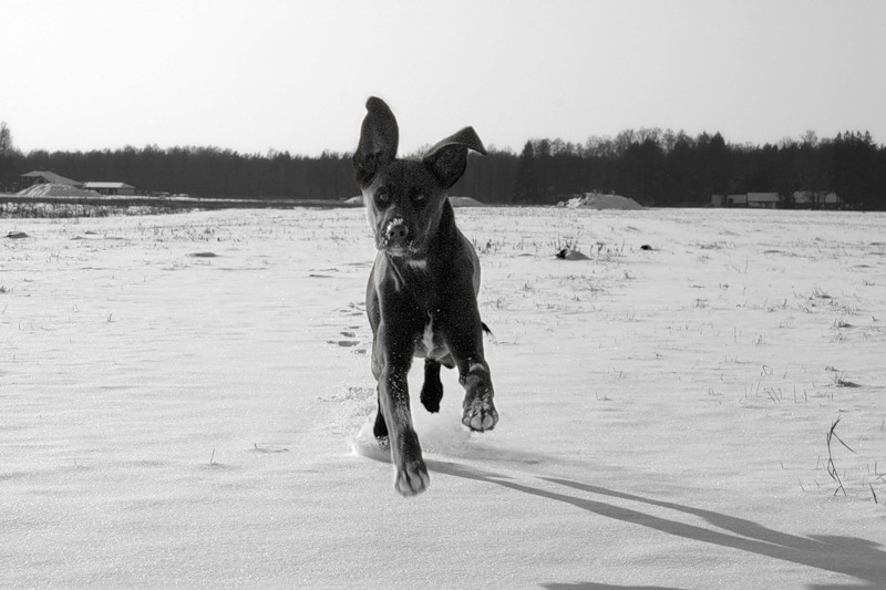 Фото жизнь (light) - AngelinaGal - корневой каталог - Человек собаке друг