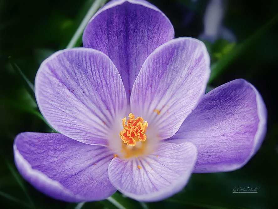 Фото жизнь (light) - lona - цветы - в ожидании весны