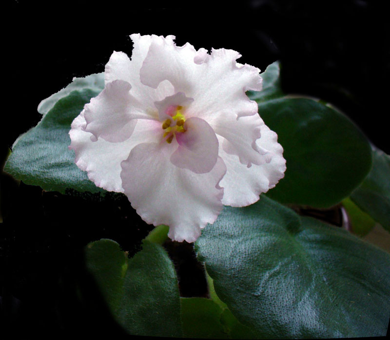 Фото жизнь (light) - Janna Daderko - корневой каталог - Сенполия