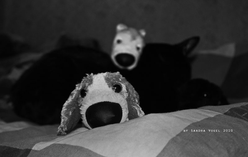 Фото жизнь (light) - dark-angel - Animals - спят усталые игрушко...тока я один не сплю...