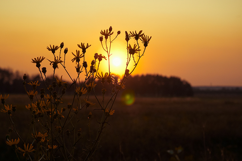 Фото жизнь - Olga_Polyakova - Nature - Закат дня