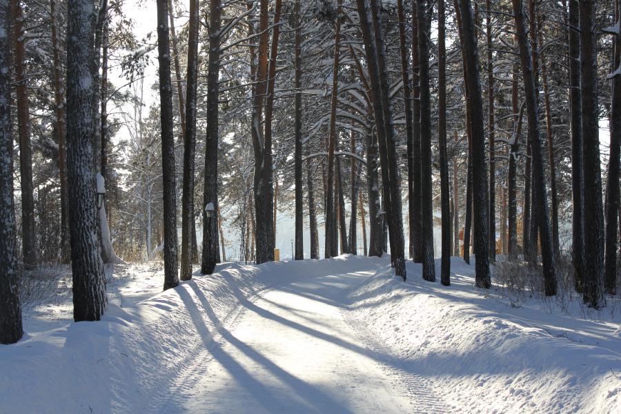 Фото жизнь (light) - Антропова Елизавета - Природа - Деревья...снег...тени