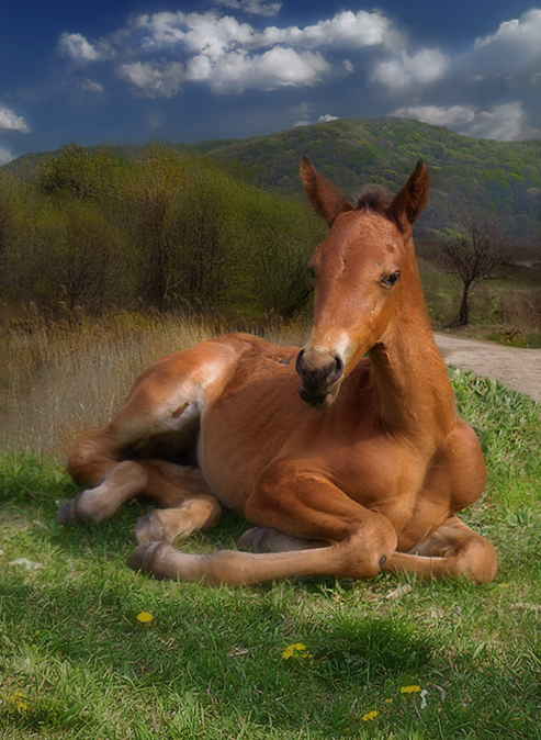 Фото жизнь (light) -  sopov oleg - корневой каталог - островитянин
