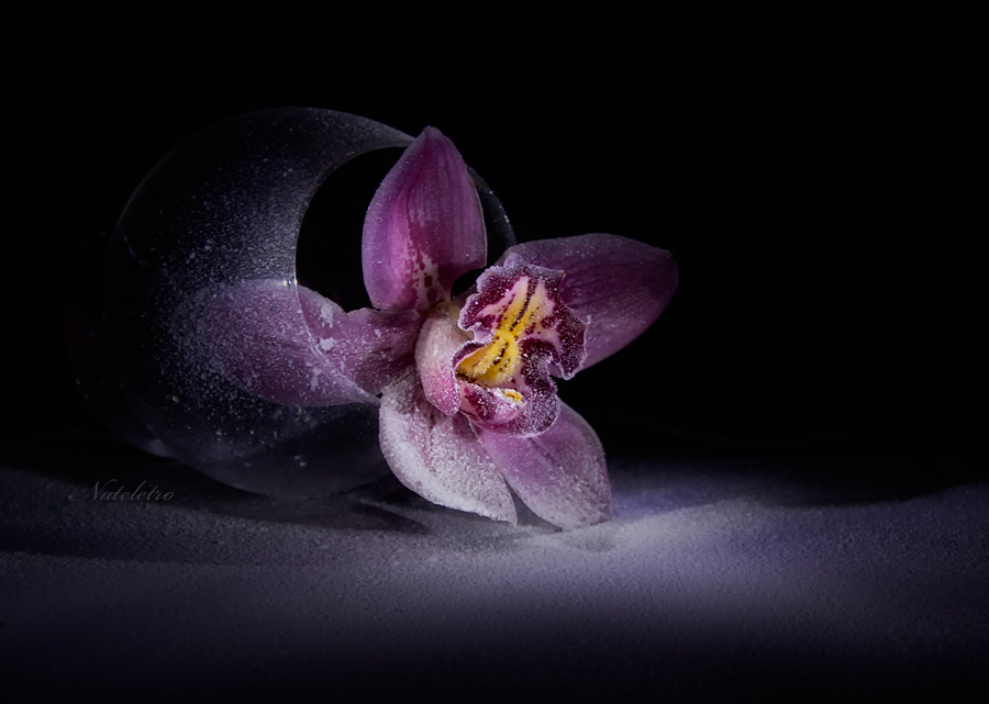 Фото жизнь (light) - Наталья Кузнецова - о цветах - сНежность со вкусом орхидеи...