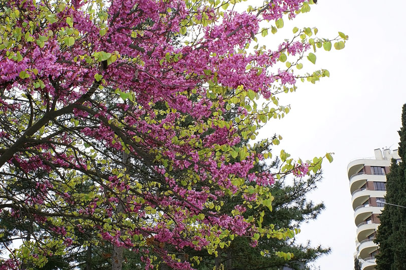 Фото жизнь (light) - Ве Сна - Апрель - Иудино дерево