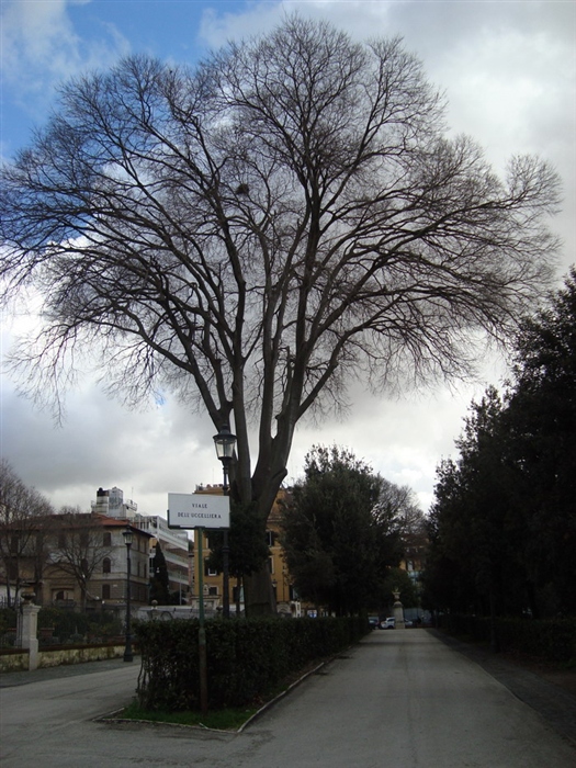 Aллея