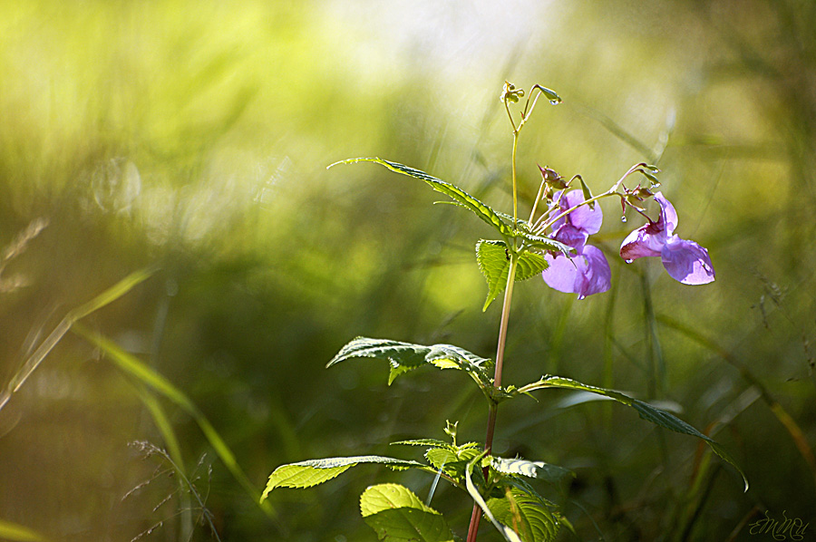 Фото жизнь (light) - emunilkin - природа - Свет в траве...