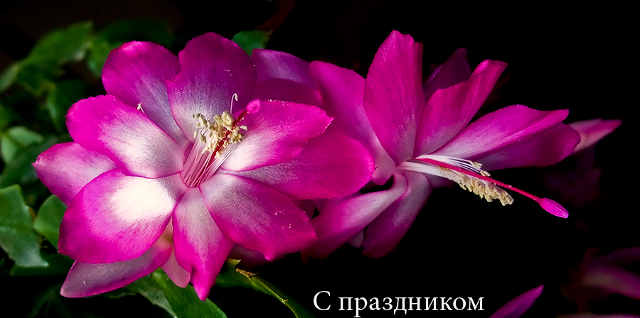 Фото жизнь (light) - kuchum13 - Растения, насекомые, мелкая живность, ракушки, камушки - Открытка к празднику