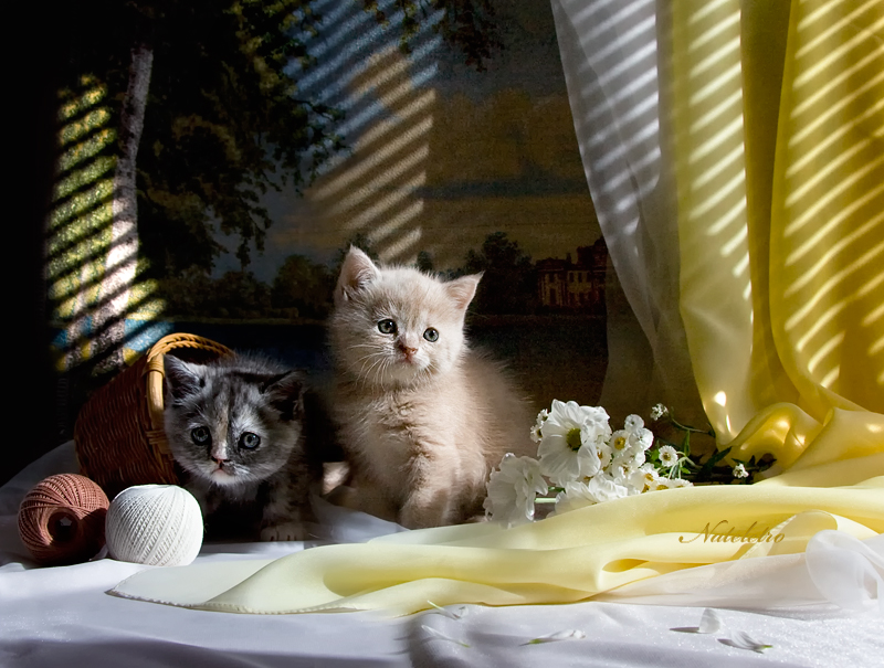 Фото жизнь - Наталья Кузнецова - Натюрморты - про котят