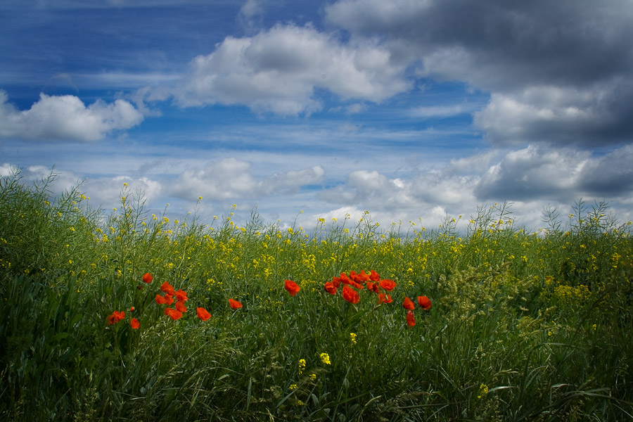 Фото жизнь (light) - CKira - корневой каталог - с праздничком!