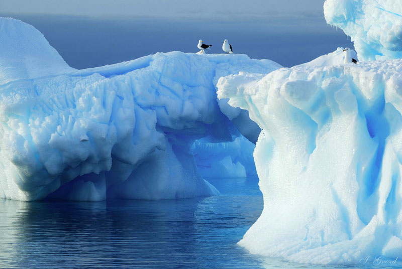 Фото жизнь - Igor Gvozdovskyy (Gvozd) - Антарктида глазами полярника - Хозяева голубого царства...