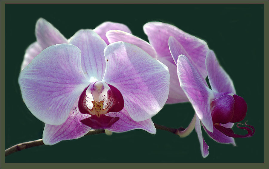Фото жизнь (light) - Виктор Солодухин - Цветы - Орхидея