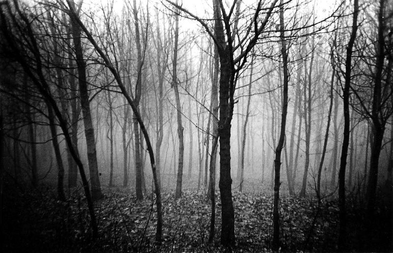 Фото жизнь (light) - Vadim Slutsky - корневой каталог - Молитва деревьев.